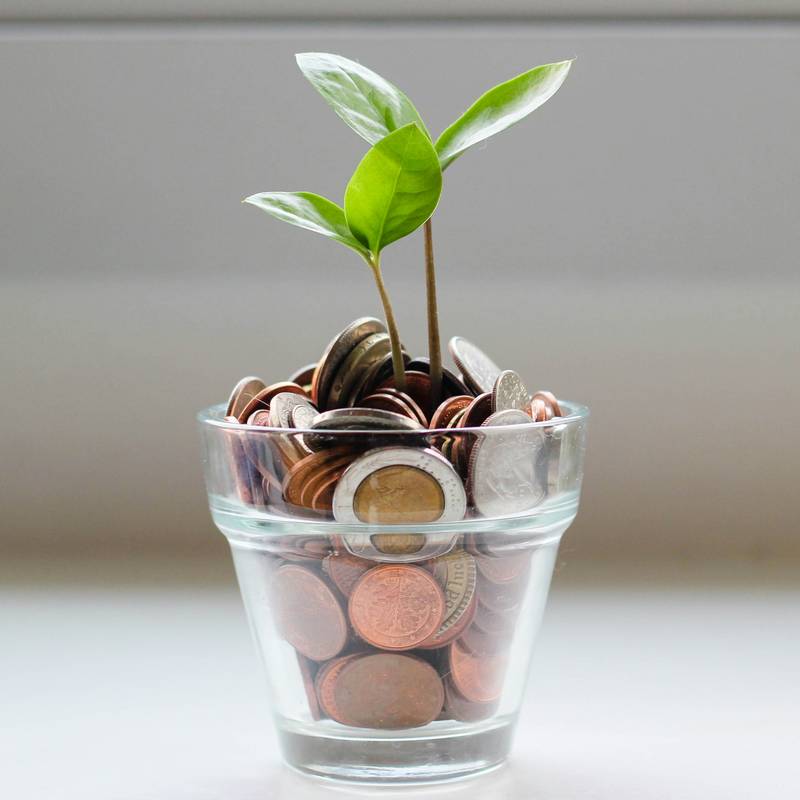 A flower pot filled with money and a seedling growing out of it.